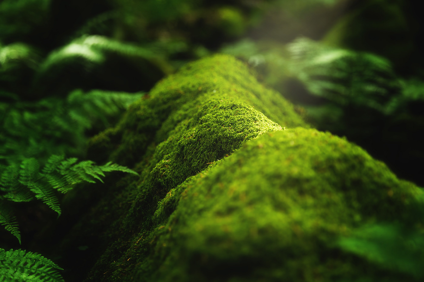 A closeup shot of moss and plants growing on a tree branch in the forest